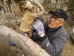 Harold Sasaki - air layering girdled sections of a Camperdown Elm